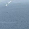 В районе Иркутского водохранилища замечен медведь. По наблюдениям очевидцев,...