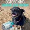 Сотни собак по всей России оказались при смерти после прививки от бешенства «Мультикан-8» — питомцев рвало кровью, обезвоживало диареей и сжигало изнутри высокой температурой, пишут СМИ.