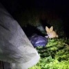 Голодная лисичка вышла к людям в поселке Металлургов Рыжая поискала еду в...