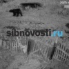 Медведь загрыз алабая в с. Арейское под Красноярском. Всё случилось ещё на...