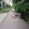 От читателя: Нестрижены кусты, по тротуарам не пройти, и так практически по...