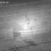 Медведь нападал на овец в Новосибирской области В селе Пономарёвка...