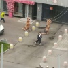 Огромных и необычных пешеходов заметили в Новосибирске 🌇 Источник: ЧП...