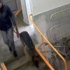 Овчарка, нападавшая на людей в Академгородке, снова гуляет по улицам. Зимой...