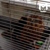 Ястреб с голубем в когтях врезался в окно и больше не смог взлететь. Без...
