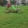 Что-то модно, что-то вышло из моды, а Ревдинские свиньи вечны