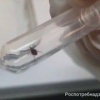 Клещи всё ещё активны в Красноярске. За прошедшую неделю с жалобами к врачам...