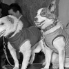 19 aвгуcтa 1960 гoдa состоялся уcпeшный зaпуcк coвeтcкoгo кocмичecкoгo кopaбля 