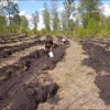 В лесах Красноярского края высадили 4,5 миллиона молодых деревьев В...