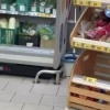 Красноярский Роспотребнадзор ищет автора видео с крысами в магазине