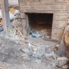 «Ад для собак»: в Новосибирске волонтеры спасают около 150 животных из заброшенного частного приюта