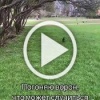 В Санкт-Петербурге такса захотела побегать за воронами.