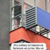 Москвичи спасли собаку, запертую на сутки на балконе в жару. Хозяин не...
