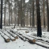 Возбуждено уголовное дело о незаконной рубке леса в Сысертском районе