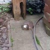 В Подмосковье наглый ежик пришел на участок и съел всю еду у кошки. Усатый...