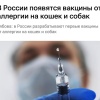 Вакцина от аллергии на кошек и собак появится в России.
