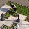В г.Зима были замечены очень крупные далматины. 🇷🇺 Источник: ЧП Иркутск
