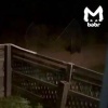 Медведи вышли к людям сразу в двух местах Иркутской области. Одного хищника...