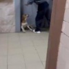 В Домодедово местные жители спасли собачку, которую избивала хозяйка Соседи...