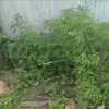 В Приморье женщина вырастила 840 наркосодержащих кустов «для себя» 🌿