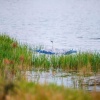 Серая цапля попала в объектив канского фотографа Юрия Корлунова