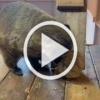 🐾 В красноярском зоопарке «Роев ручей» поделились...