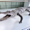 Чучело сиамского крокодила из багажа красноярской пассажирки передали учёным....