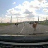 «Коровы в доле»: штраф в 7500 рублей за объезд скота на дороге получил автомобилист из Иркутского района