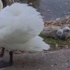 В Крыму дети забили камнями лебедёнка. Очевидцы рассказали, что обнаружили...