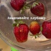 из ягод полезли черви