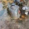 В сирийской провинции Дейр-эз-Зор жители из-за серьезных экономических...