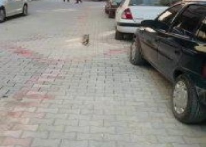 В Турции уличные кошки сами приносят своих котят в ветклинику, где малышам...