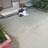 В Новосибирске во дворе нашли двух девушек без сознания — одну у подъезда,...