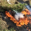 На 165 га сельхозугодий в Ачинском округе ликвидировали дикорастущую коноплю