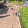 В Солнечногорске к школе пришел гусь и возмущенно «поговорил» с прохожими🤭 🇷🇺...