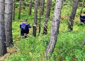 За сутки под Красноярском спасли двух заблудившихся в лесу женщин. Сначала...