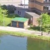 Брачный период начался у лосей в Подмосковье — приближаться к ним сейчас опасно.