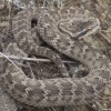 🐍 Мужчина едва не погиб после укуса ядовитого щитомордника под Владивостоком