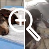 Новосибирцы спасли таксу с больной челюстью