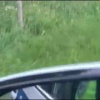 Дикий медведь испытал паническую атаку на трассе в Лодейнопольском районе