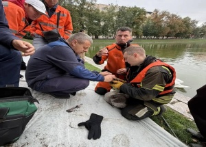 На Патриарших прудах спасатели помогли молодому лебедю, у которого в клюве...
