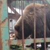 Медведицу Машу определили в приют под Иркутском.