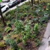 Цветочный романтик из Новокосино Наверное, решил порадовать свою даму сердца...