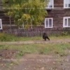 Медведь бегает по одной из улиц Богучан