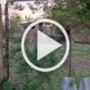 В Крыму агрессивный баран проломил забор и насмерть забил 85-летнюю пенсионерку