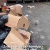 На Вайнера заметили полчище крыс