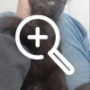 В Котельниках на улице Строителей неизвестные засунули внутрь котенка огромную палку