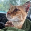 В Горшково под Дмитровом неизвестные расстреляли кота. Пули застряли в морде...