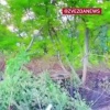 Эта самоходка пыталась вести огонь по российским позициям — ее быстро 