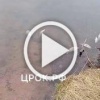 На озере Теплое в Сорске массовая гибель рыбы